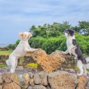 스테이 다연 이미지