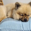 크라운롤리 | 강아지화식 기호성 좋은 사료 크라운롤리 유기농 강아지자연식 후기
