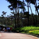 숲속에 바다 이미지