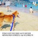 더펫텔 이미지