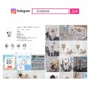 온니애견미용 이미지