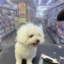 펫마트 강아지 논산점 | 논산 강아지 (비숑) 미용 후기 - 펫마트