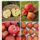 청송농장 | 청송 안동 사과 부사 꿀사과 5kg 10kg 설 명절 과일 실속 선물 세트 고씨네농장(가정용 못난이)