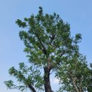 호프나라 이미지