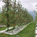 잉꼬농원 이미지