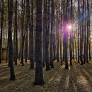 은행나무숲 주차장 부근 이미지