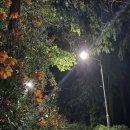 비비큐부산아시아드점 | 2025 부산 아시아드 흠뻑쇼 근처 만덕 덴바스타 포레스트 마운틴 뷰 숙소 후기(만덕 민속 오리마을 맛집...