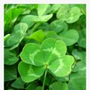 세잎클로버 이미지