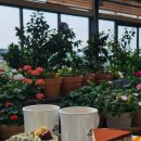 힐링&좋은일이가득한곳 | 양평 가볼만한곳 더그림 카페 추천, 힐링 가득한 온실과 나는솔로촬영지 다녀온 후기!