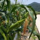 가래울농장 이미지