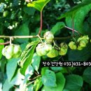 장수건강원 이미지