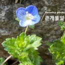 큰개불알풀 Veronica persica Poir. 1808 이미지