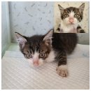 구미칠곡축산농협동물병원 | 25. 09. 18 유기동물 등록현황(공고 204마리, 보호중 1마리)