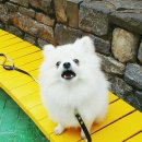 나나리펫하우스 이미지