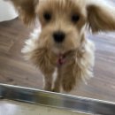 명랑한도그 이미지