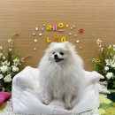 댕댕이 보호구역 이미지