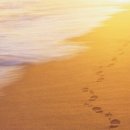 애견발자국 이미지