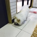 시온동물병원 이미지