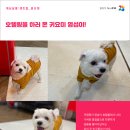 개님살롱 이미지