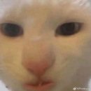헤이디