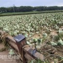 번암리 조천연꽃공원1 이미지