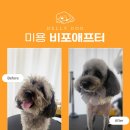 미로 2애견 | 서초동 강아지 호텔 미용 애견유치원 후기 가격비교 필수