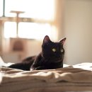 충남종합동물병원 이미지