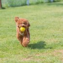 슈가몽 애견펜션 이미지