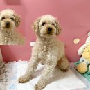 죽도초등학교 이미지