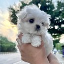 서울강아지분양 강아지입양 인천강아지분양 [말티즈 말티푸 푸들 포메 비글 치와와 리트리버 사모예드 비숑 미니비숑 미니핀] 이미지