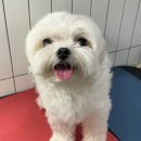 털로덮인친구들 서울상도점 이미지