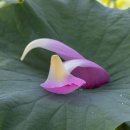 합덕연지마을 이미지