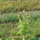 용장2리 이미지