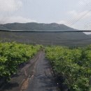 손해평가사 1차 - 재배학 및 원예작물학 이미지