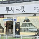 루시드펫 네이버블로그