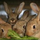 토끼분식 이미지