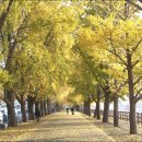 곡교천 은행나무길 이미지