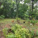 샘터농장 이미지