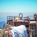 호수와 소나무 이미지