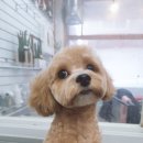 멍스바스 이미지