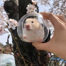 봄꽃햄스터 이미지