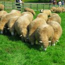 장군목장 이미지