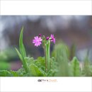 앵초 - 유성구 엑스포로 488 | 앵초