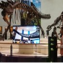 목포자연사박물관 이미지