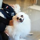 으르렁애견카페 네이버블로그