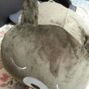 말랑말랑 이미지