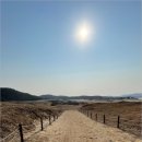 논개골 낭만 벚꽃축제 | 겨울여행 - 천연기념물 태안 신두리 해안사구 가족여행 솔직 후기