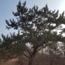 송학1리 | 당진 아미산(峨嵋山 350.8) 210216