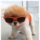 시종동물병원 이미지