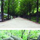 완도수목원 가로수길 이미지